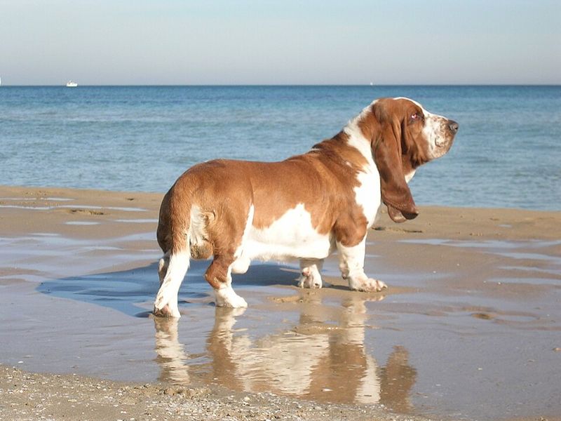 10 dog breeds whose sleeping setup matters more than owners realize - plus 3 adaptable nappers 11 Basset Hound