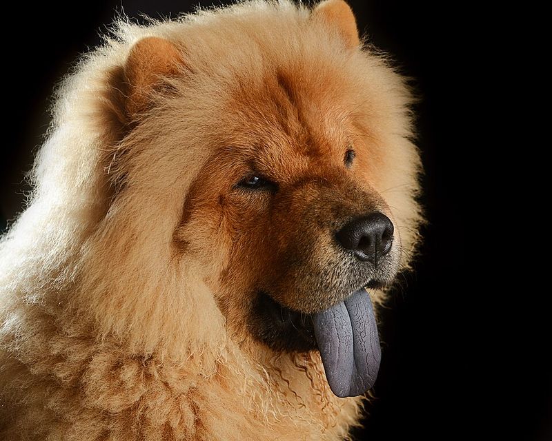 These dog breeds prove independence and loyalty can exist side by side 6 Chow Chow