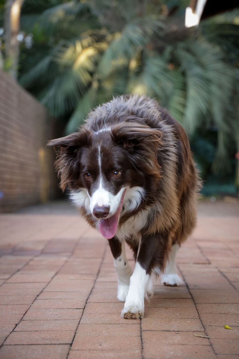 Food isn't the only reward that keeps these responsive dog breeds engaged 2 Border Collie