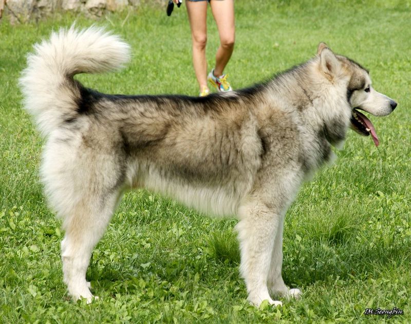 11 dogs people claim are outdated for today's lifestyles, but owners disagree 8 Alaskan Malamute