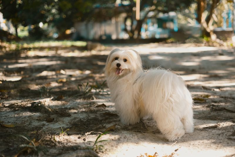 14 Dog Breeds That Are Incredibly Gentle With Cats (When Introduced Correctly) 7 Maltese
