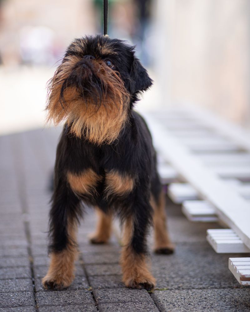 From dramatic reactions to clever routines, these dog breeds sometimes seem almost human 13 Brussels Griffon