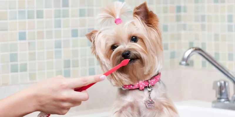 10 Everyday Grooming Mistakes That Slowly Ruin Your Dog’s Coat 5 Overlooking Dental Care