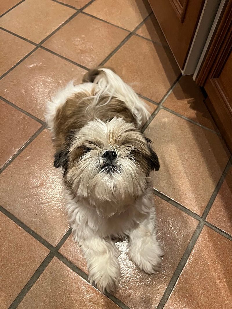 Shih Tzu