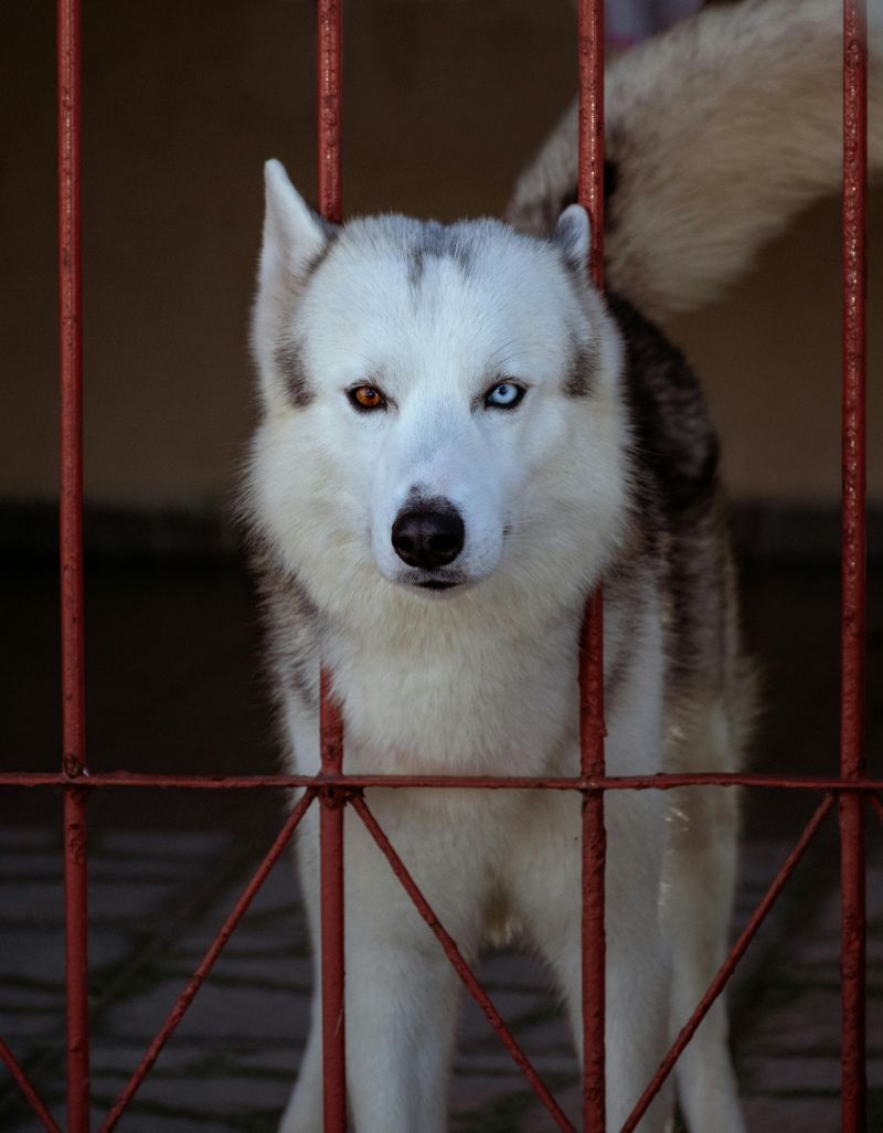 15 Dog Breeds That Rarely Get Adopted and Too Often End Up Growing Old in Shelters 15 Husky