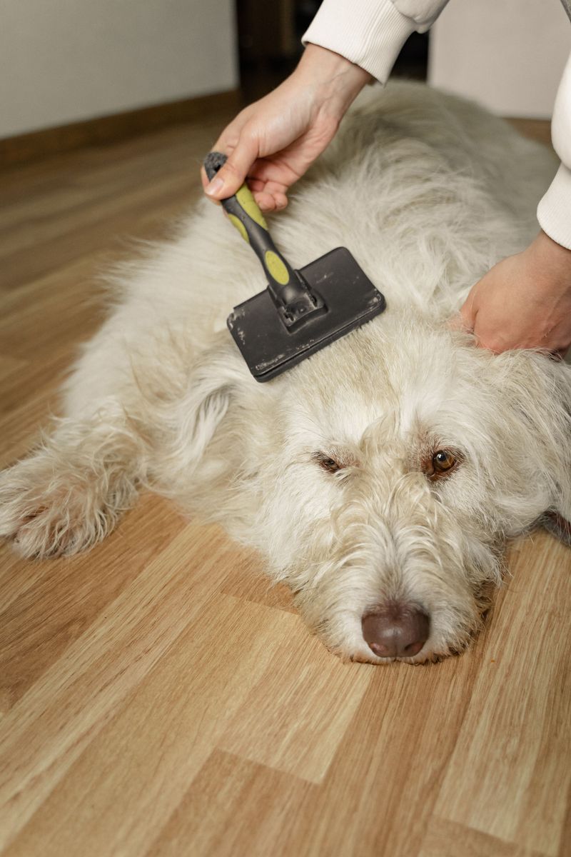 Dry winter air is coming, so here are 9 ways to stop your dog's itchy, flaky skin 5 Brush More Often Than You Think You Need To