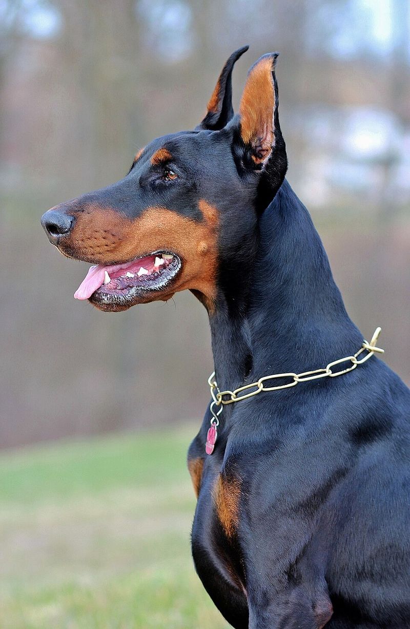 19 Dog Breeds Known for Their Endurance and Survival Instincts 6 Doberman Pinscher
