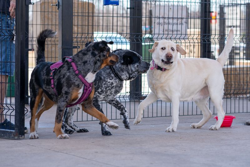 These 15 dog behavior mistakes are surprisingly common - even among knowledgeable owners 8 Socializing too aggressively