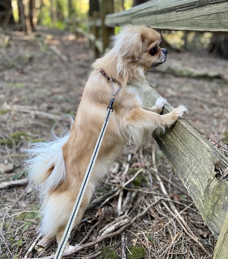 Tibetan Spaniel
