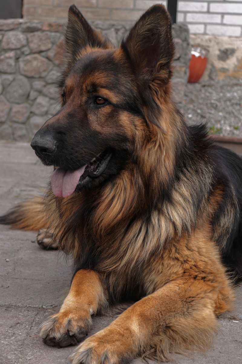 German Shepherd