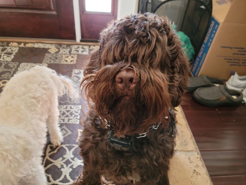 Portuguese Water Dog
