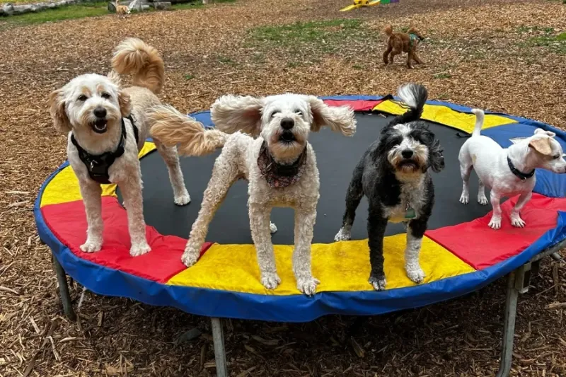 12 Common Everyday Mistakes That Can Accidentally Trigger Aggression in Dogs 8 Forcing Interactions with Strangers or Other Dogs