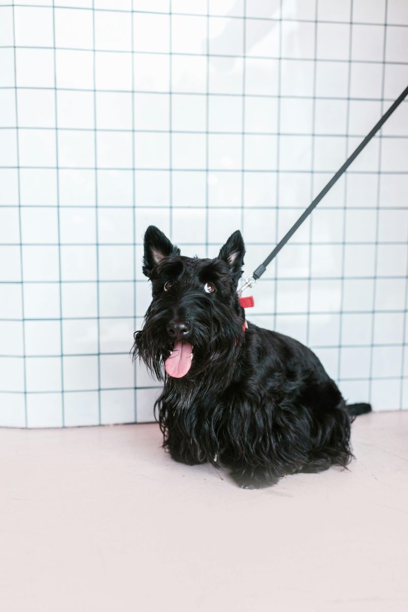 13 hilariously judgmental dogs that somehow make disappointment look personal 10 Scottish Terrier