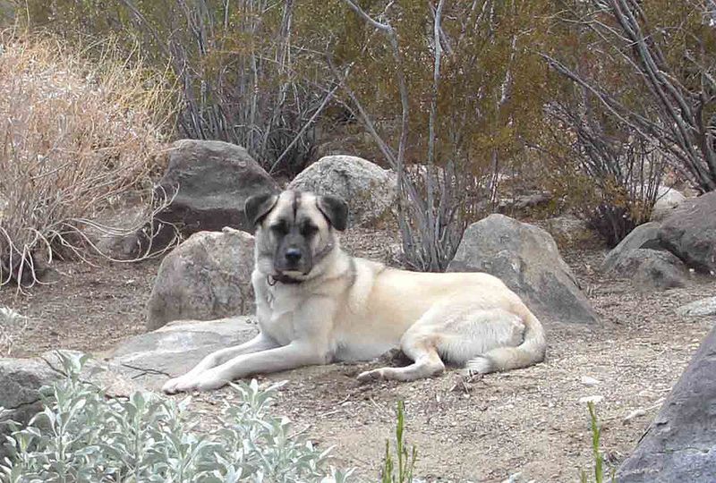 Anatolian Shepherd