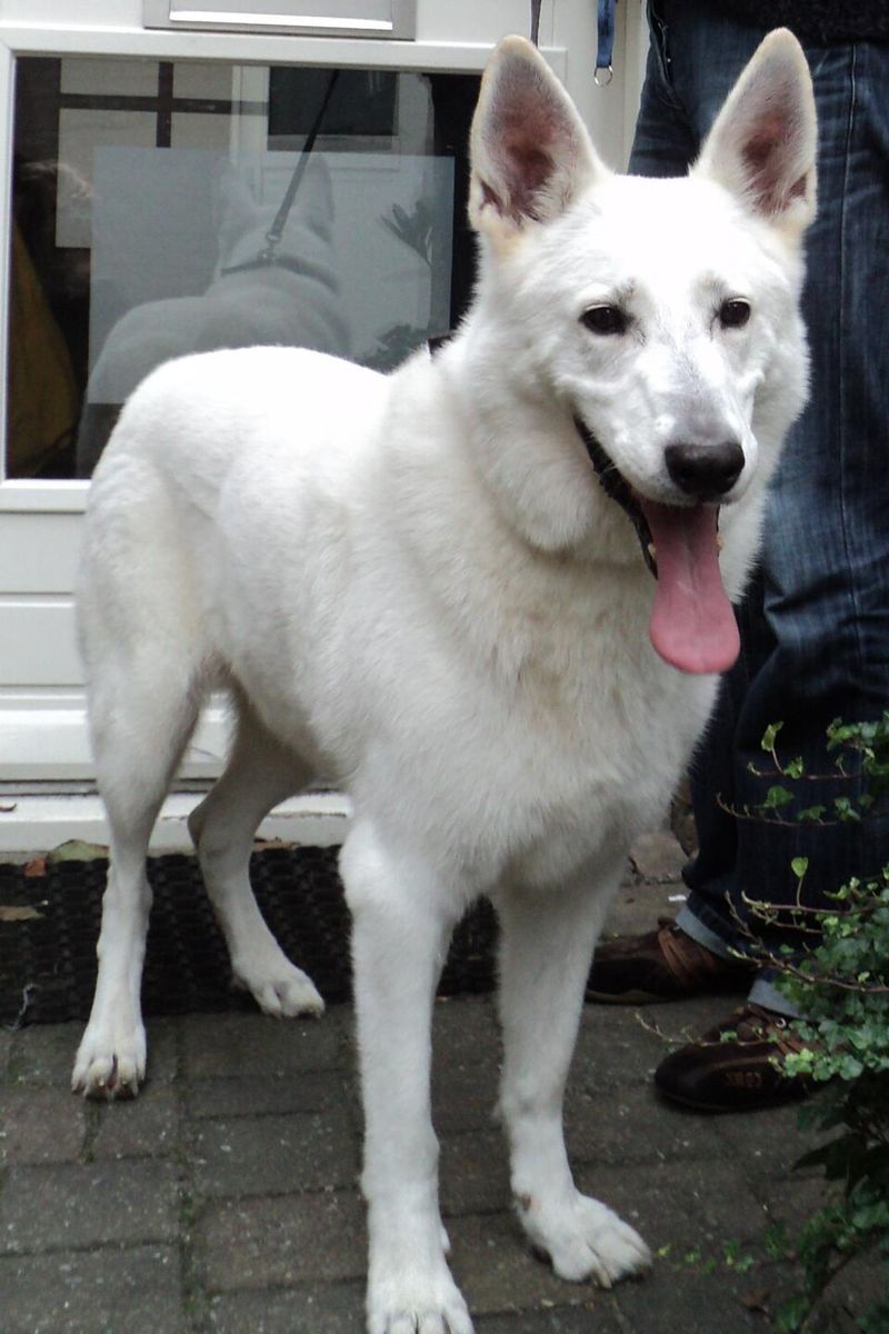Love shepherd dogs? These breeds include a few you may never have encountered 7 White Swiss Shepherd