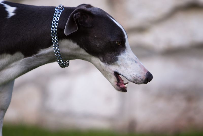 10 wonderfully calm dog breeds that make home life feel easier every day 3 Greyhound