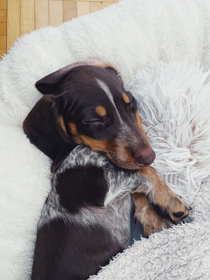 Sleeping close isn't just a habit for these 13 dog breeds - it's how they feel secure 12 Dachshund