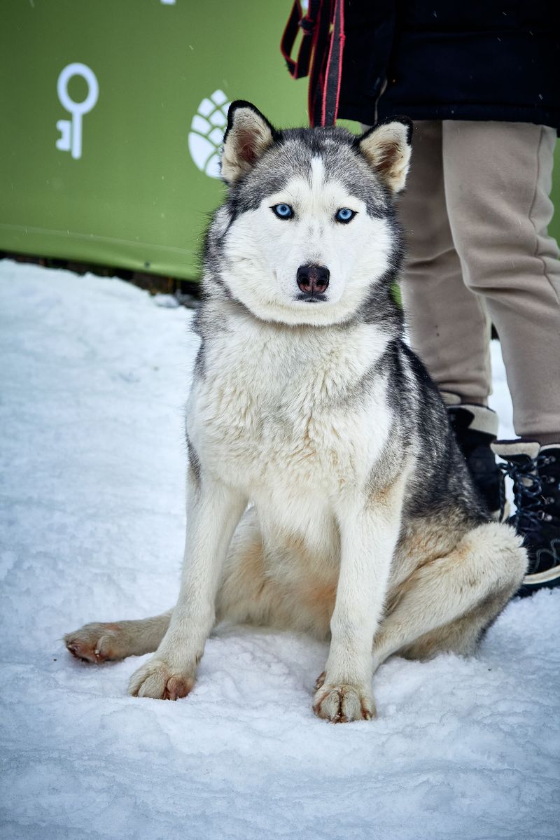 Siberian Husky