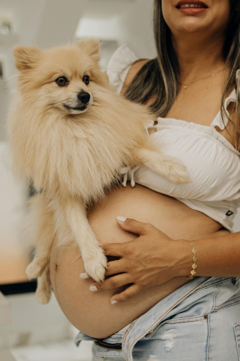 Pomeranian