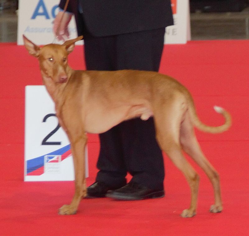 Canarian Warren Hound