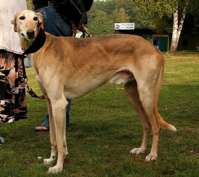 16 breeds that bond through shared outdoor time, not cuddles 14 Polish greyhound