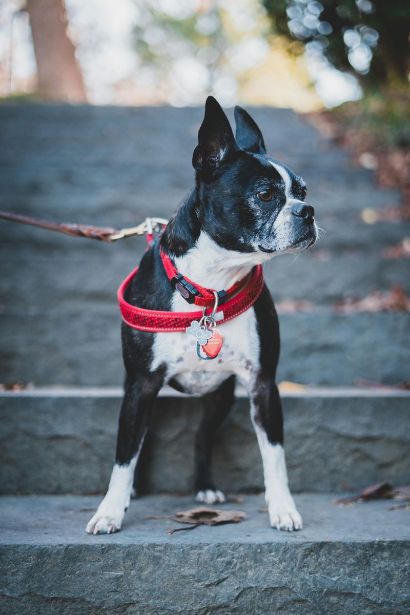 Boston Terrier