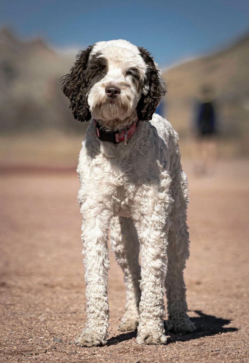 These 12 dog breeds are popular among highly intelligent owners 3 Poodle