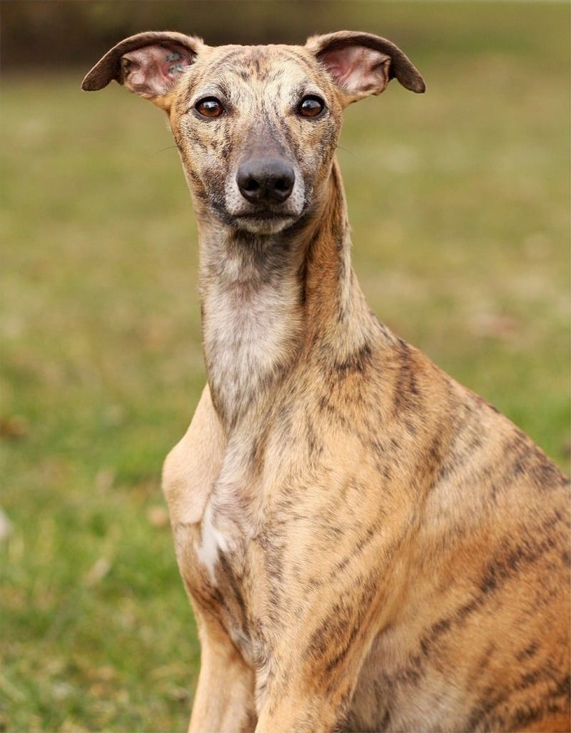 26 Dog Breeds Known for Being Sensitive or Easily Stressed 15 Whippet