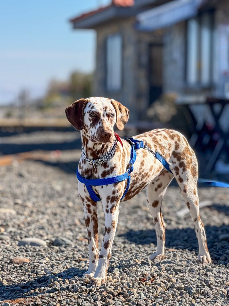Some dogs practically require their own beauty schedule - These breeds are refreshingly different 11 Dalmatian
