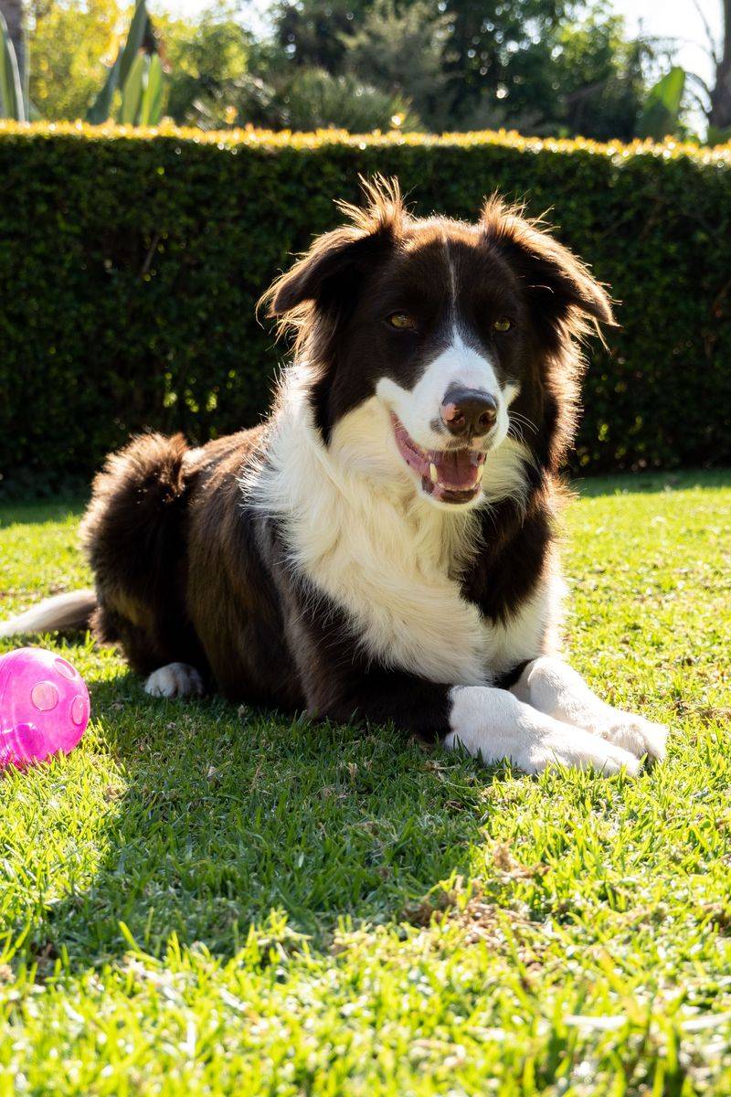 Border Collie