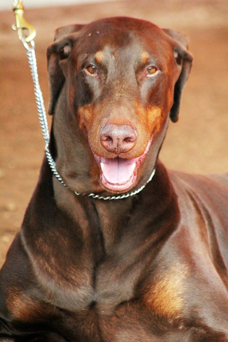Doberman Pinscher