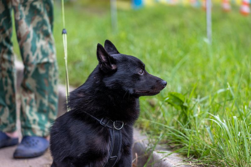 Schipperke
