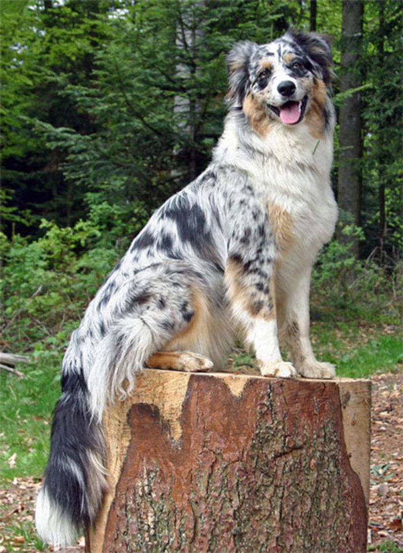 Point the camera at these dog breeds and half the work already seems done 7 Australian Shepherd
