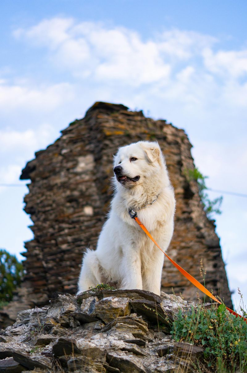 15 Guardian Dog Breeds Known for Their Protective Nature 15 Kuvasz