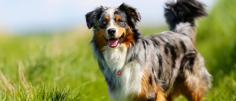 Australian Shepherd