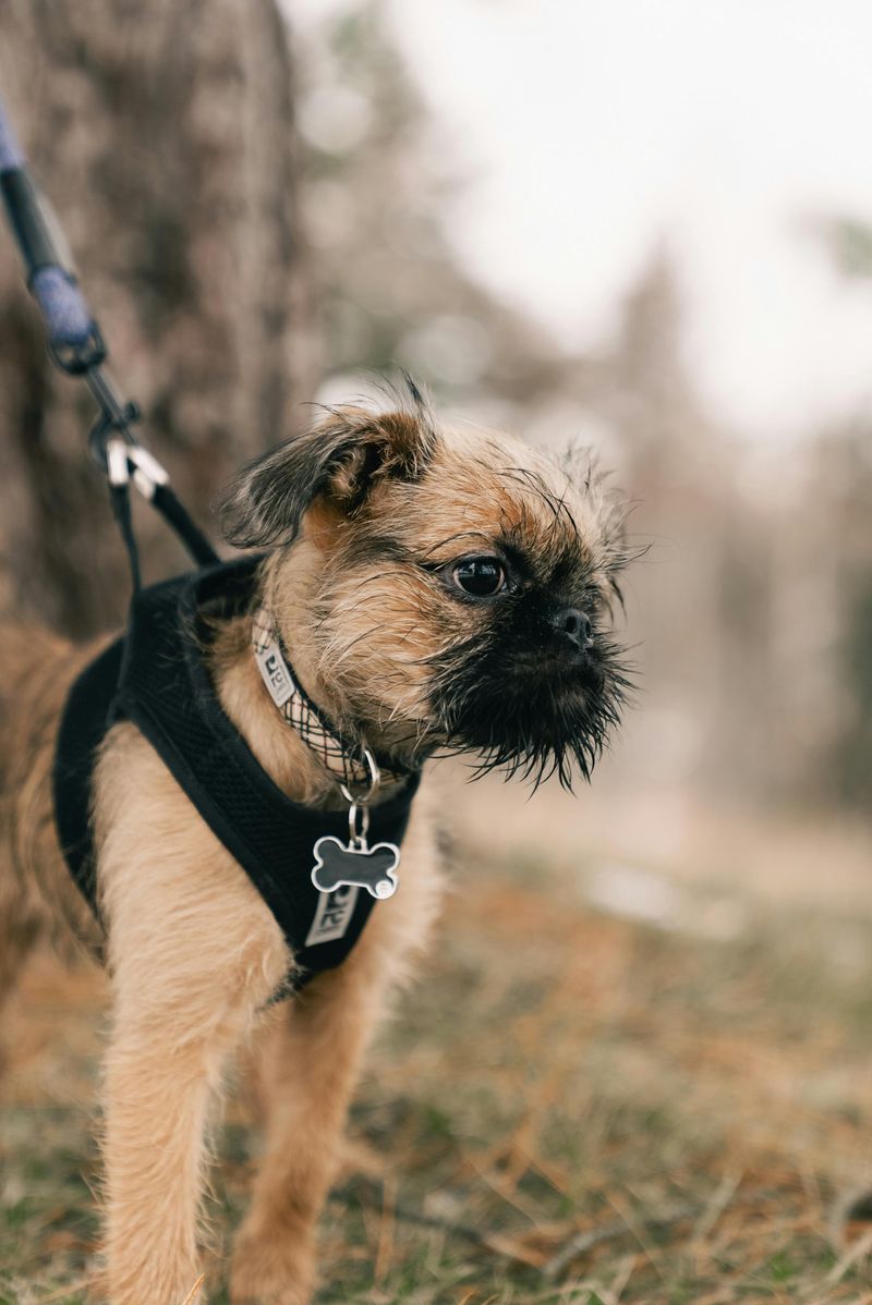 Brussels Griffon