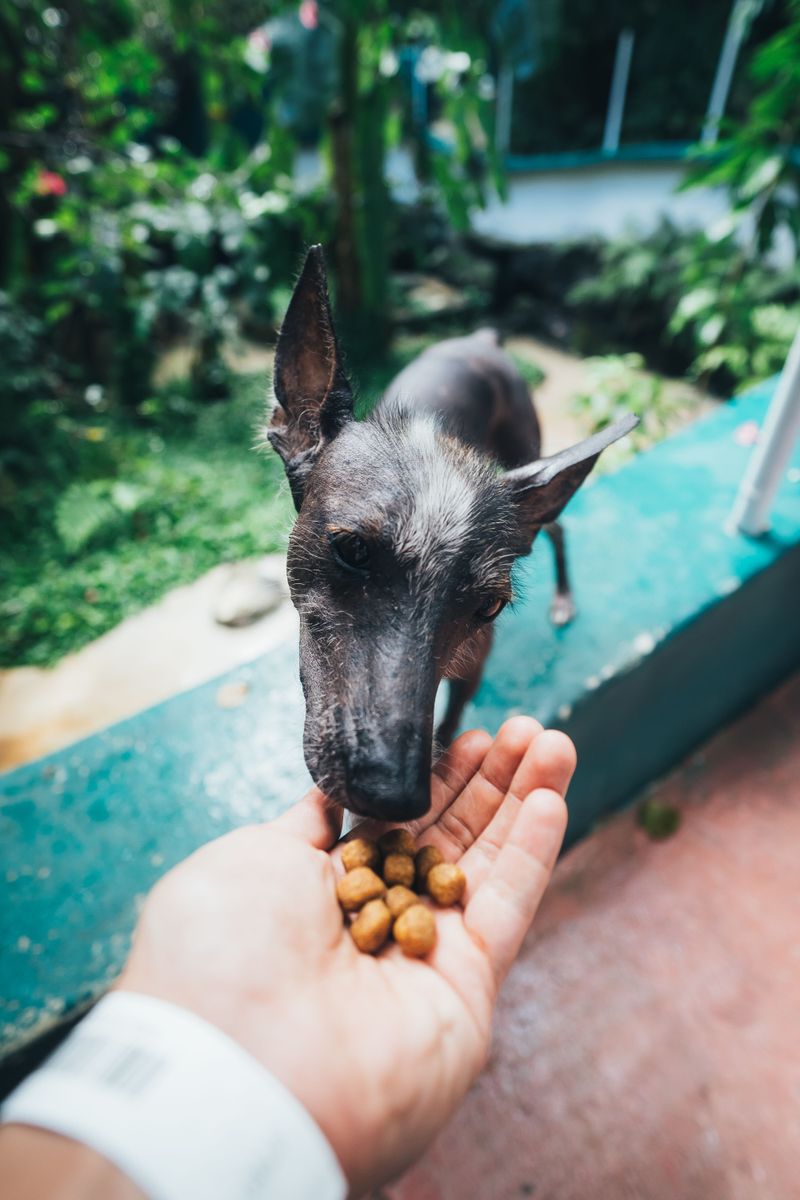 Food Allergies