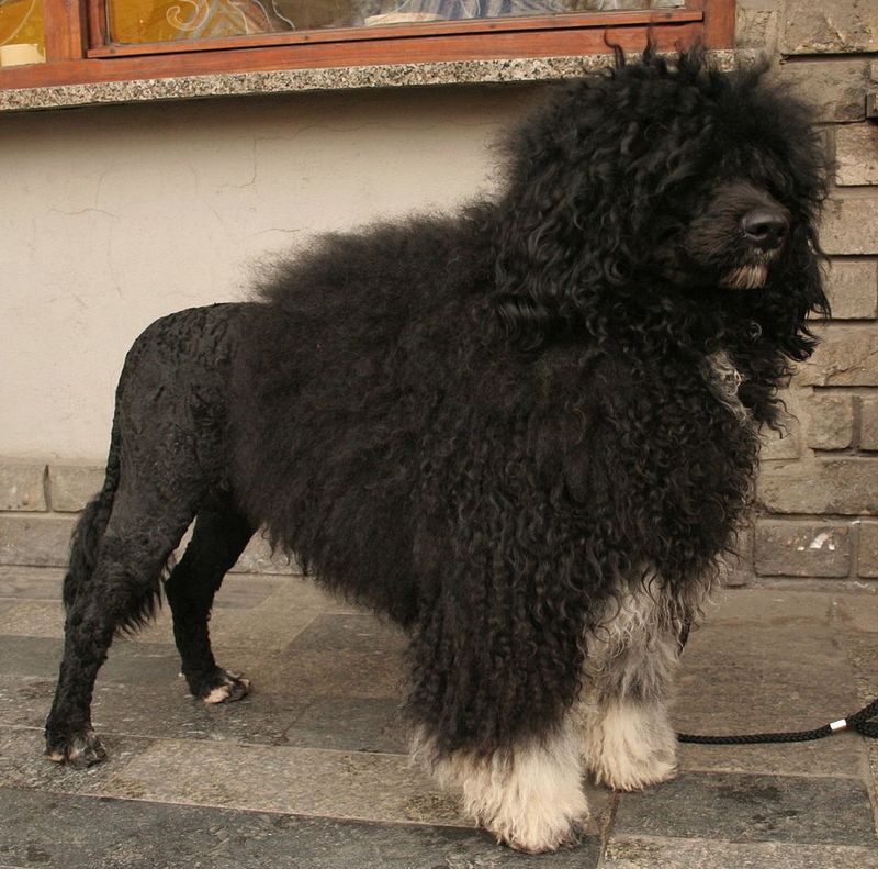 Portuguese Water Dog