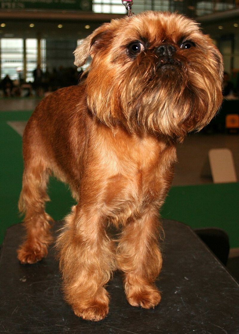 Brussels Griffon