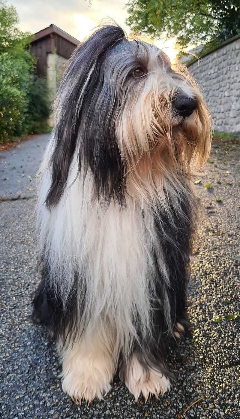 12 Dog Breeds That Need Stricter Feeding Routines Than Most Owners Realize 11 Bearded Collie