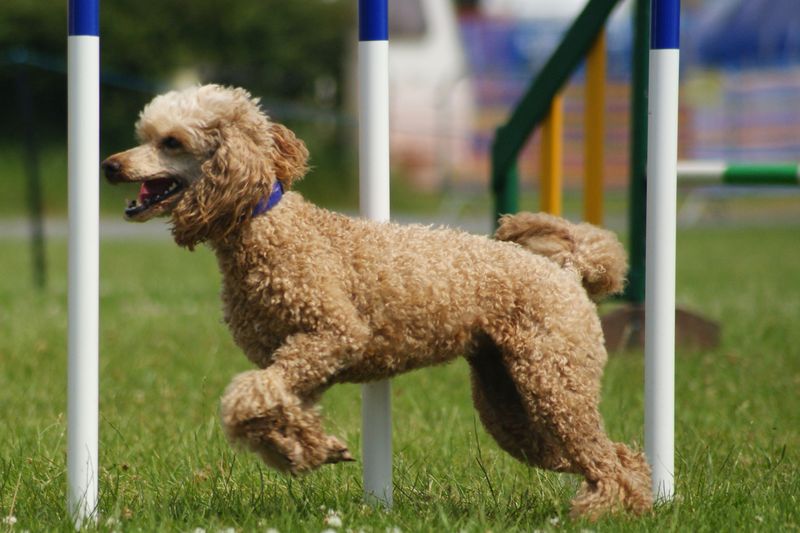 Poodle