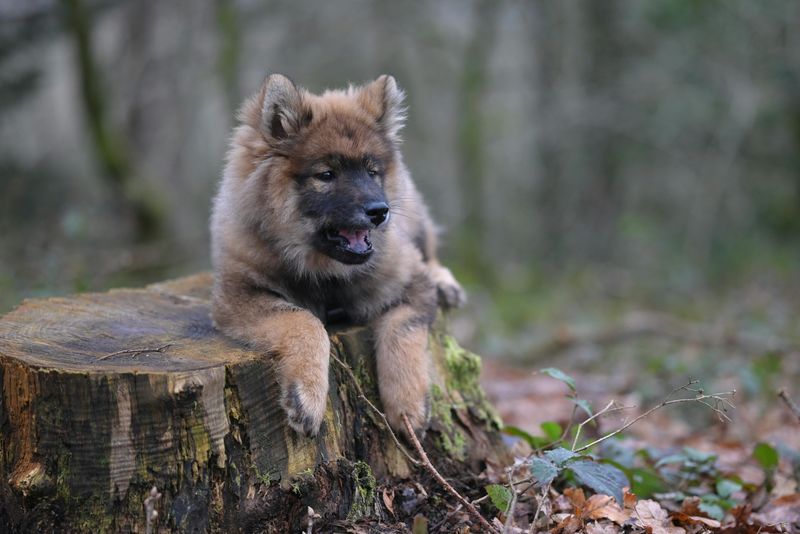 Eurasier