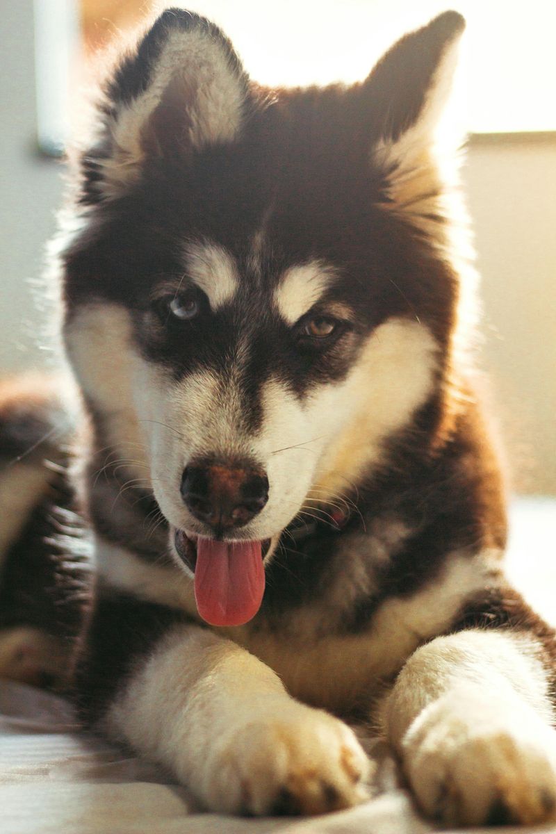 Siberian Husky