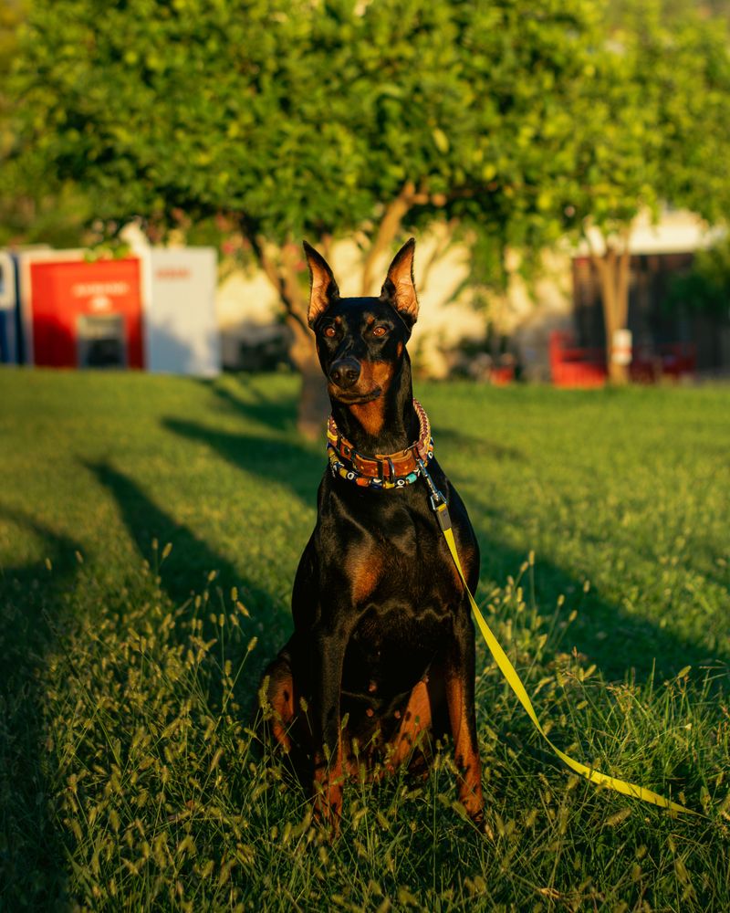 Doberman Pinscher