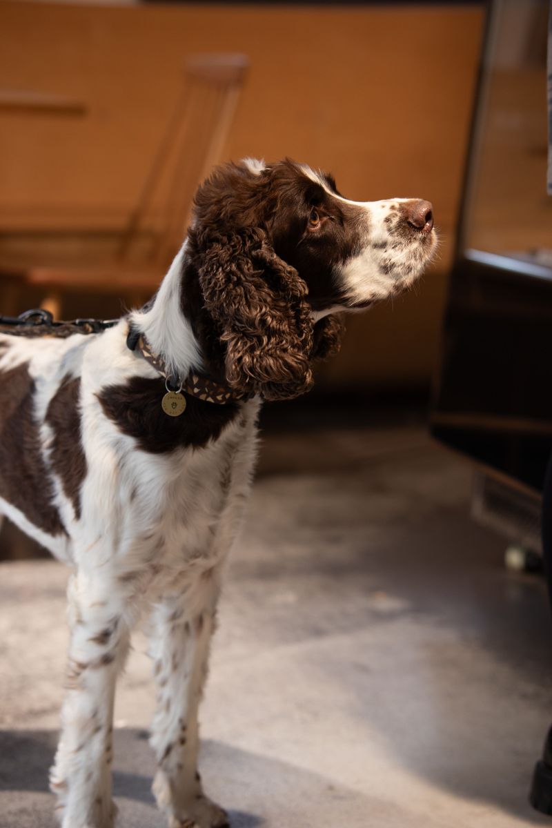 Life throws dogs surprises too - These breeds tend to regain their confidence remarkably well 4 English Springer Spaniel - the upbeat regrouping partner
