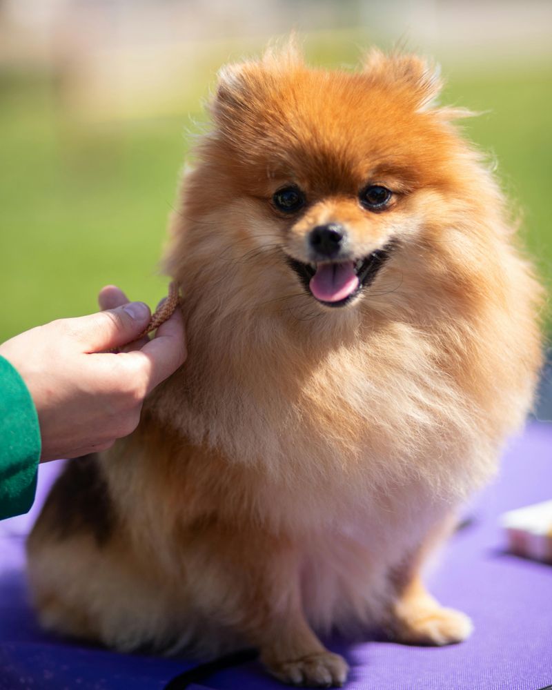 16 Dog Breeds That Look Adorable but Are Surprisingly High-Maintenance 14 Pomeranian