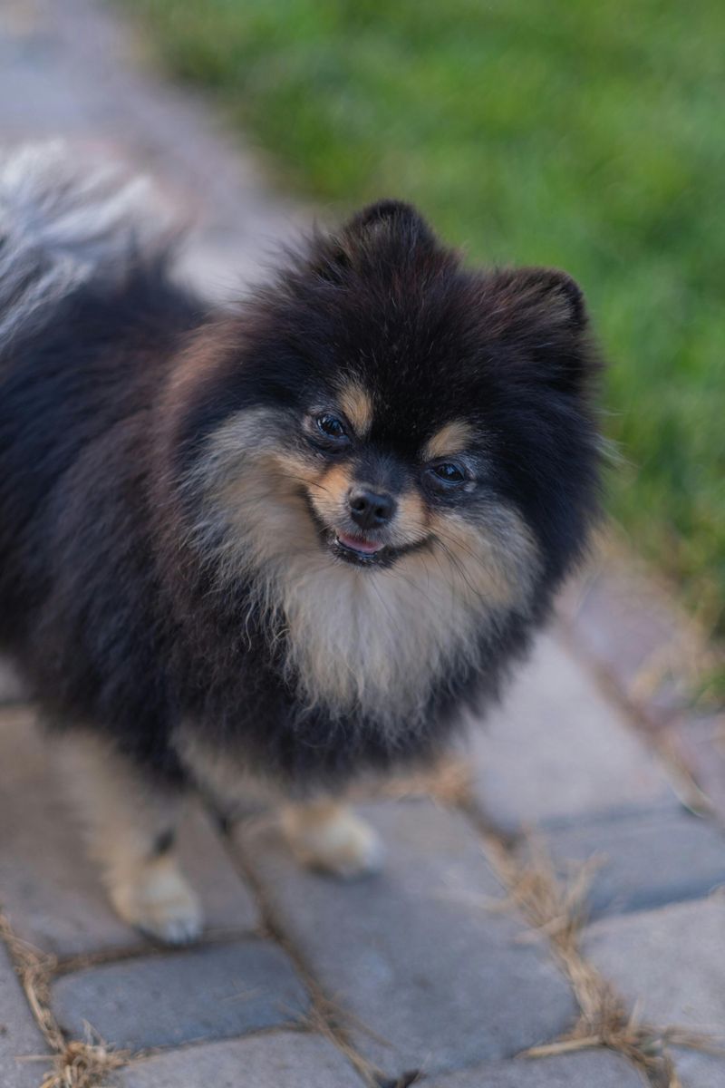 Pomeranian