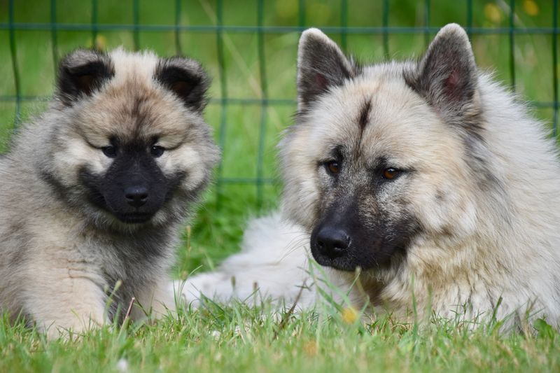 Keeping their cool comes naturally to these emotionally balanced companions 6 Keeshond
