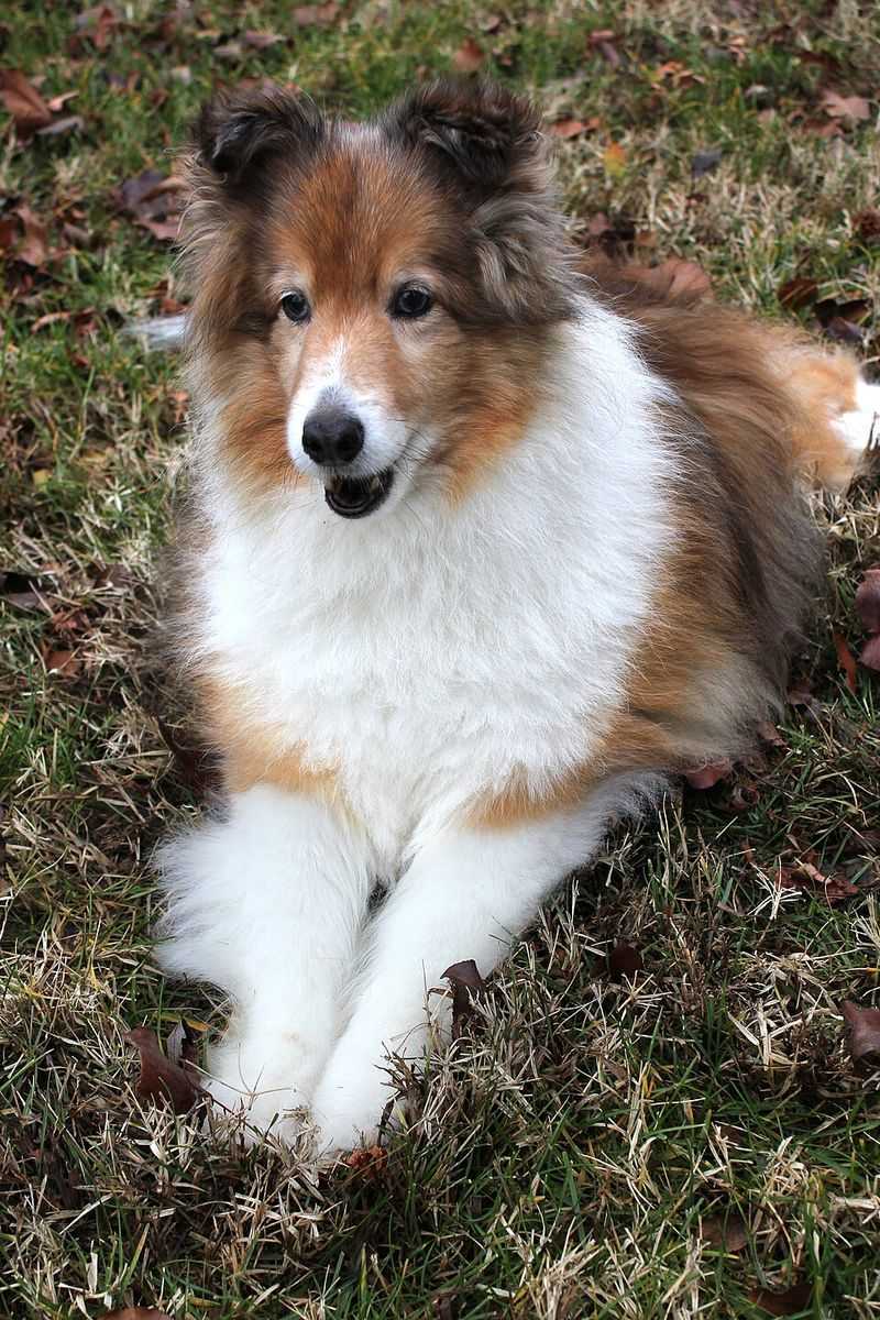 Shetland Sheepdog