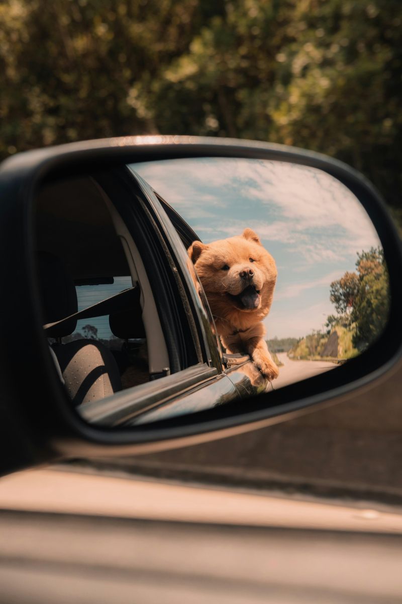 If You Love Quiet Confidence - 14 Breeds That Rarely Need to Prove Anything 12 Chow Chow